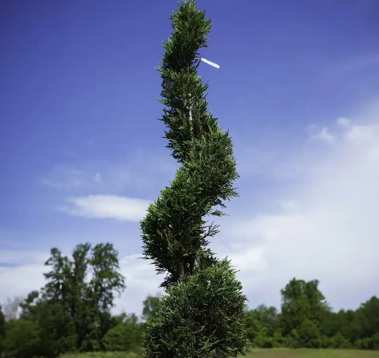 tall, spiraling privacy tree in a field